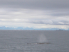 112_andenes_whales.jpg