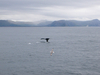 Nome File=114_andenes_whales.jpg
Peso File=1635KB
Dimensioni=1600x1200
Data inserimento=Ago 13, 2007 114_andenes_whales.jpg