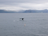 114_andenes_whales.jpg